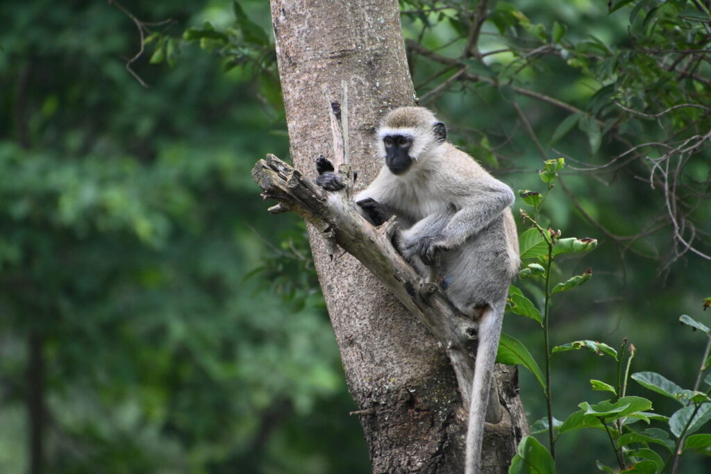 monkey sitting a branch