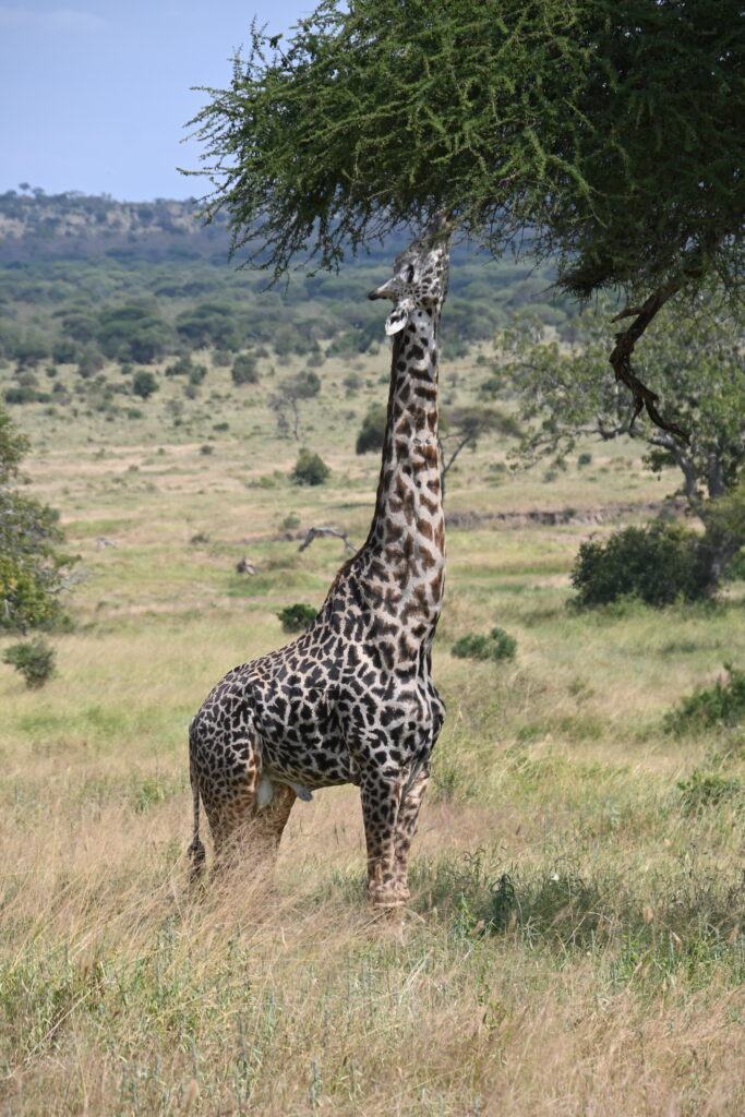 giraffe eating green leaves