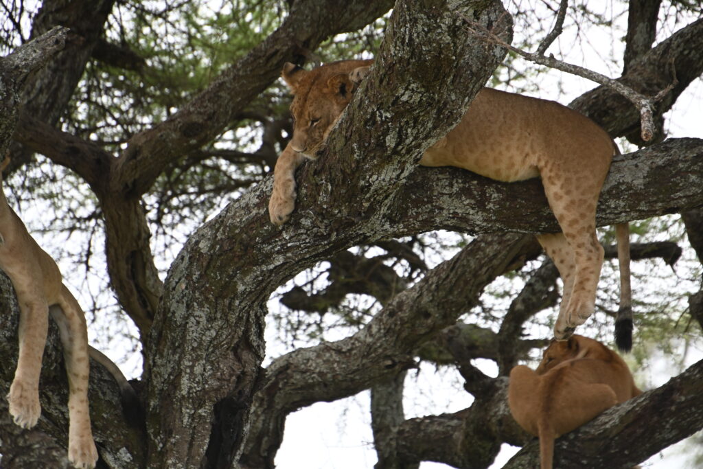 baby lion lying in trees
