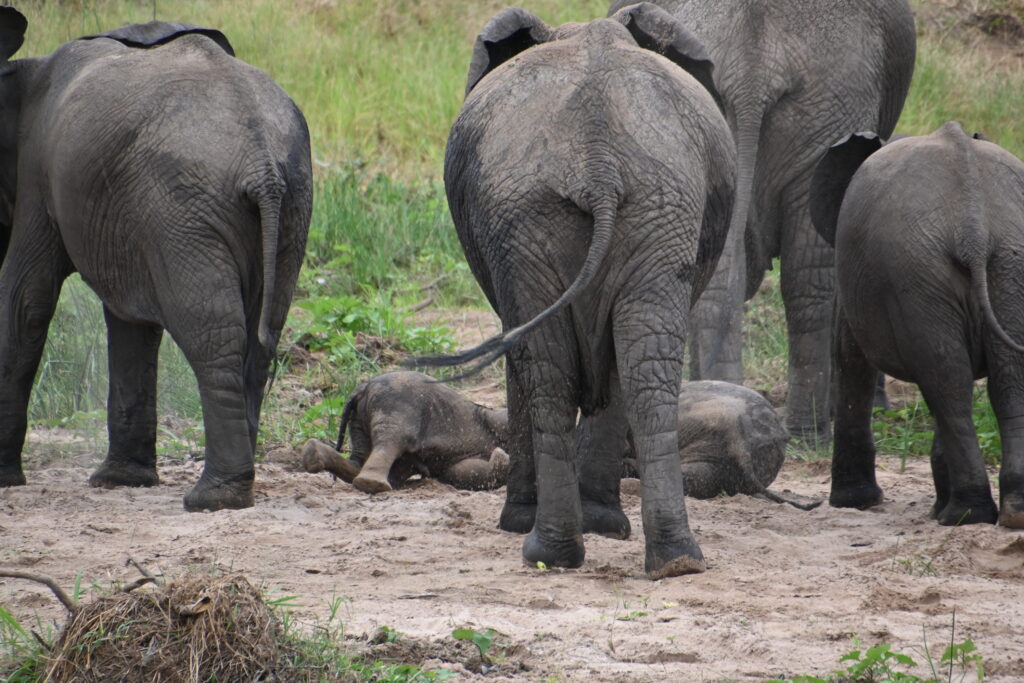back of an elephant