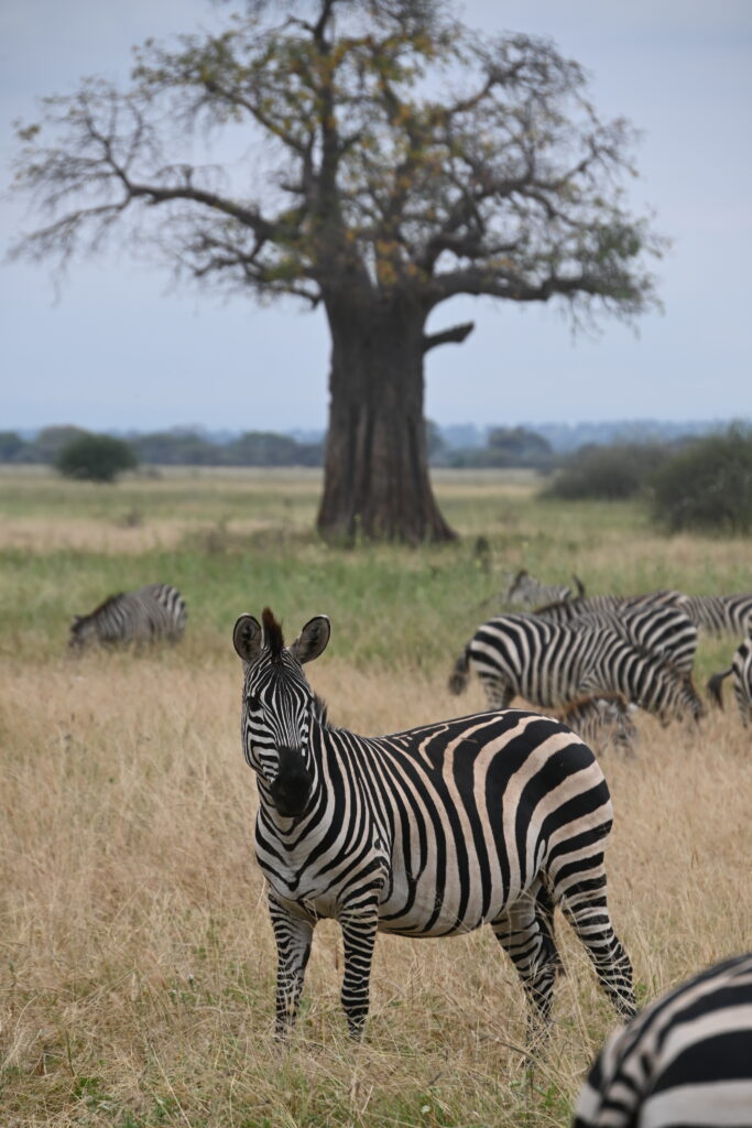Zebra in front of a leafless tree