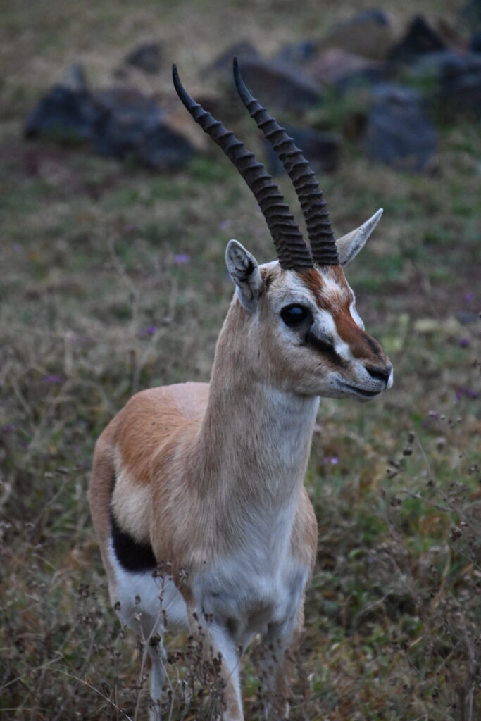 a lone deer