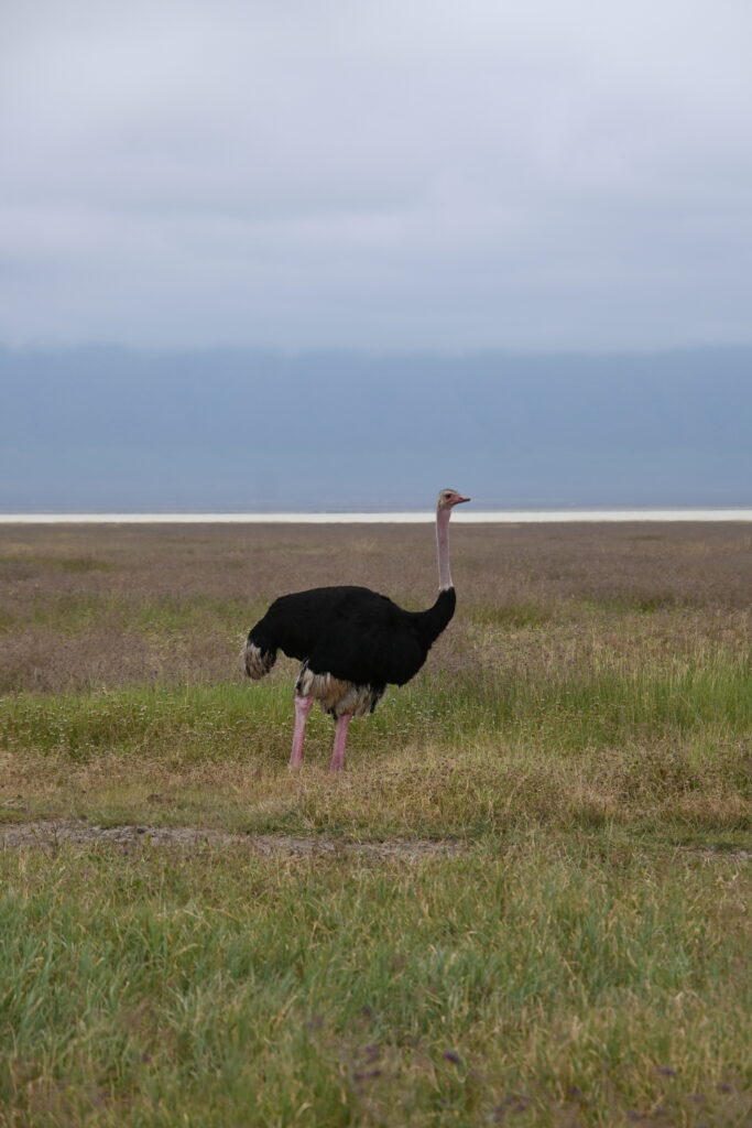 Ostrich from afar