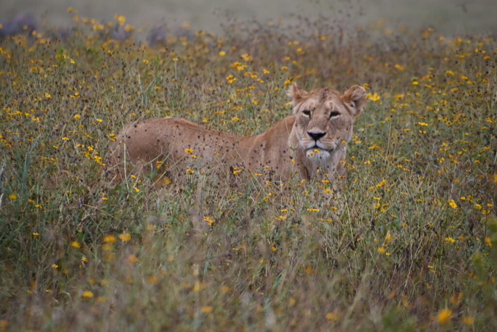 lioness walking