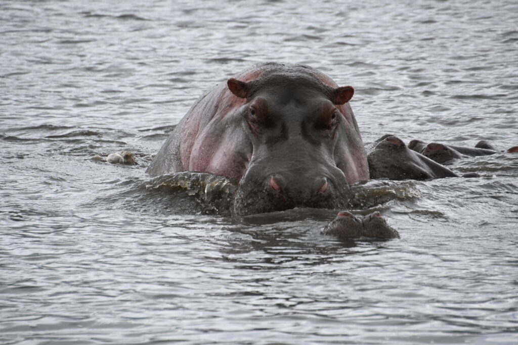 hippopotamus swimming