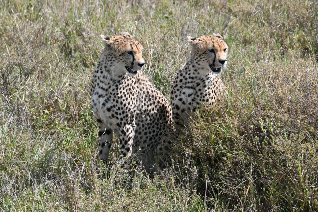 two cheetahs sitting on the grass