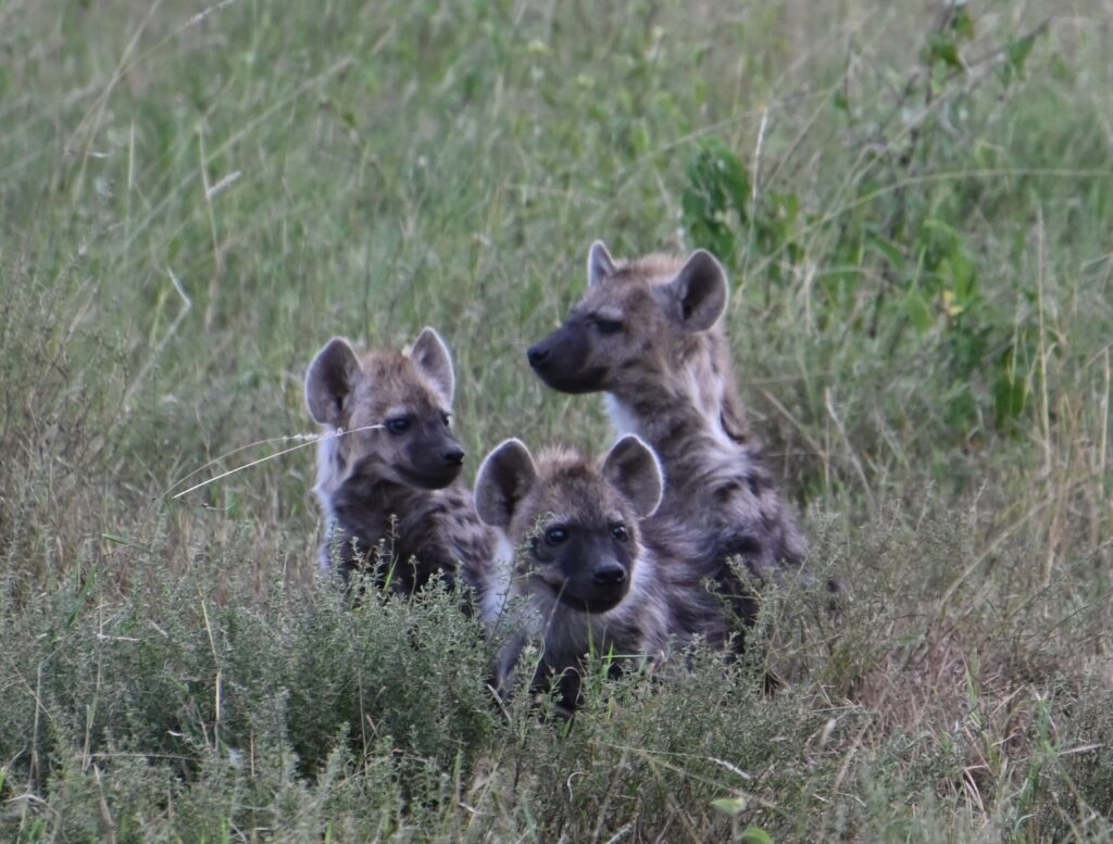 3 baby animals huddling