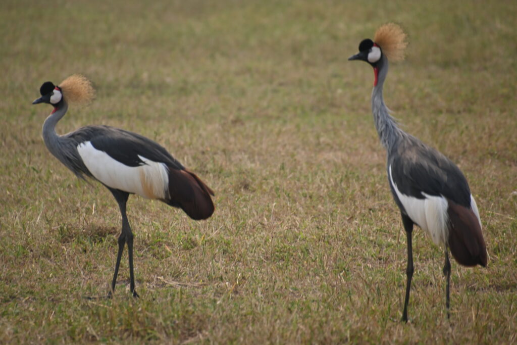 2 birds walking