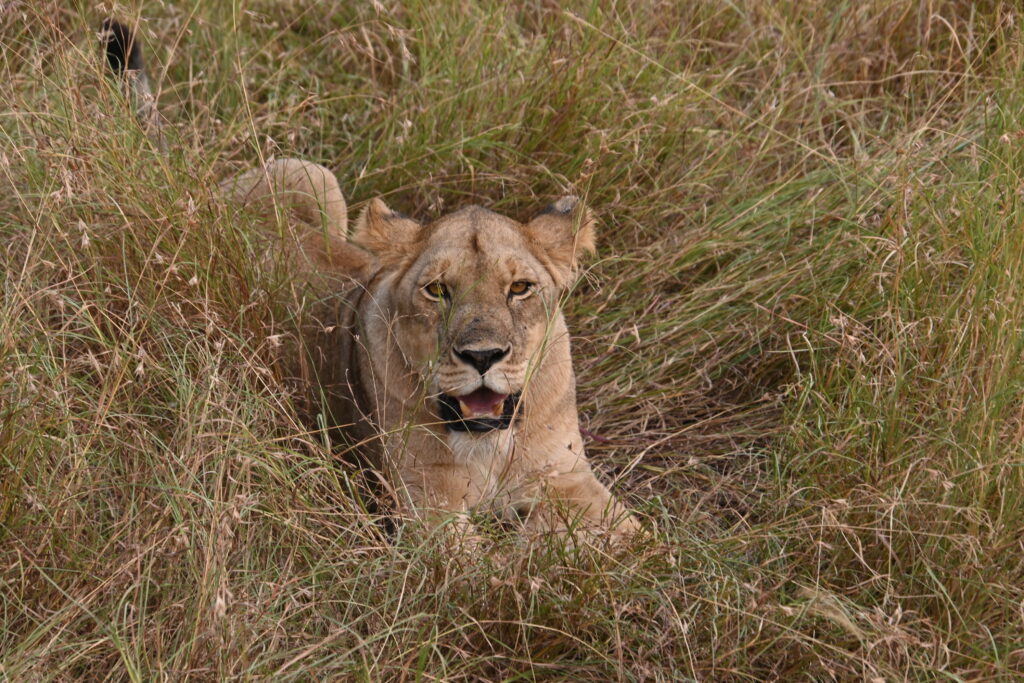 lioness lying down the grass