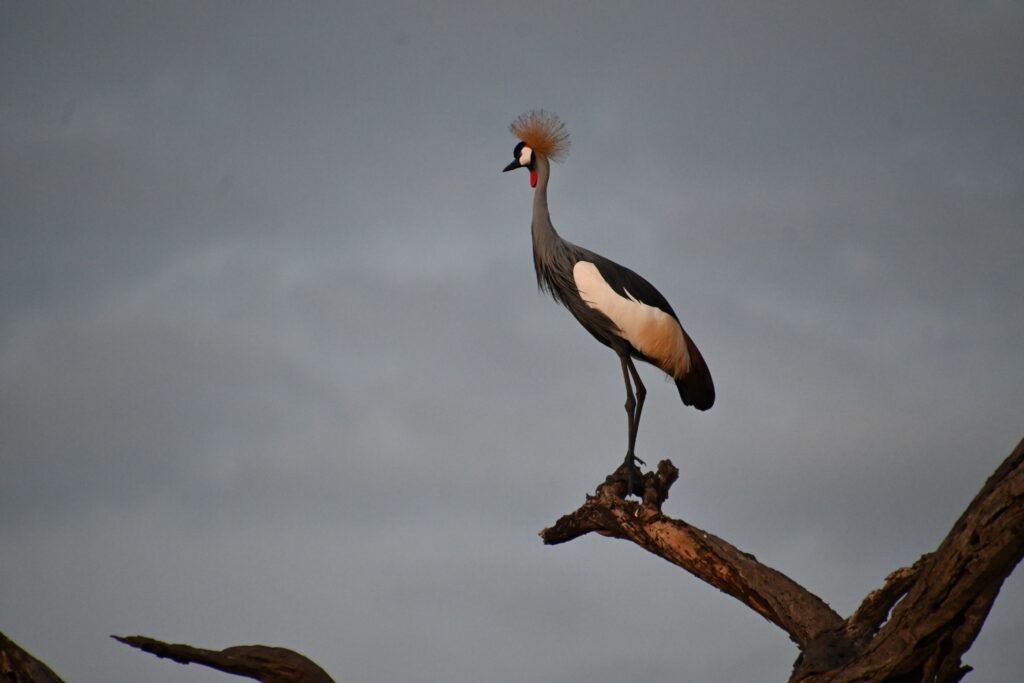 bird standing on a branch
