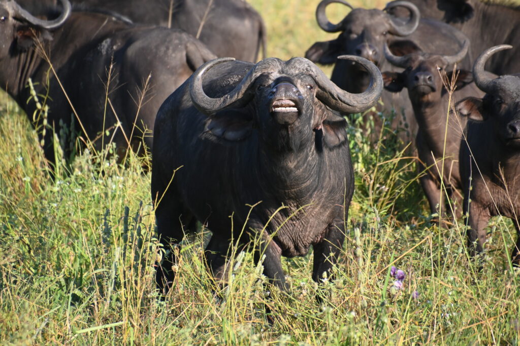 group of African Buffalo