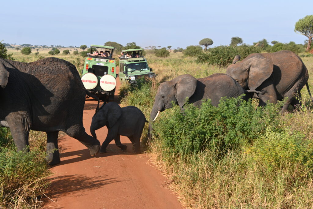 group elephants crossing