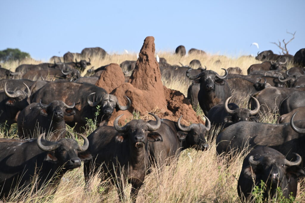 group of African Buffalo