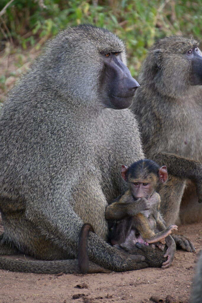 Adult monkey carrying its baby