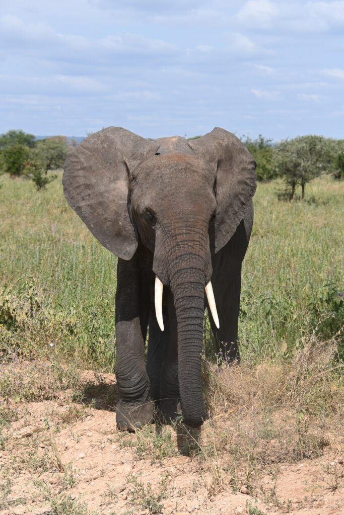 elephant walking in the field