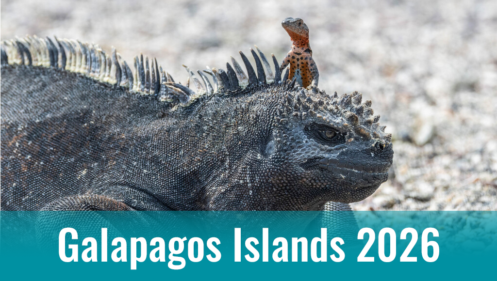 Galapagos marine iguana with text "Galapagos Islands 2026"